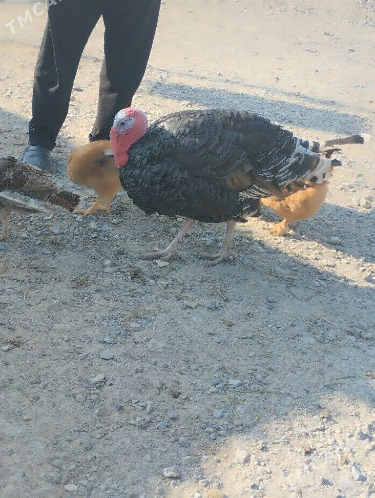 Erkek induk - Gyzylarbat - img 3