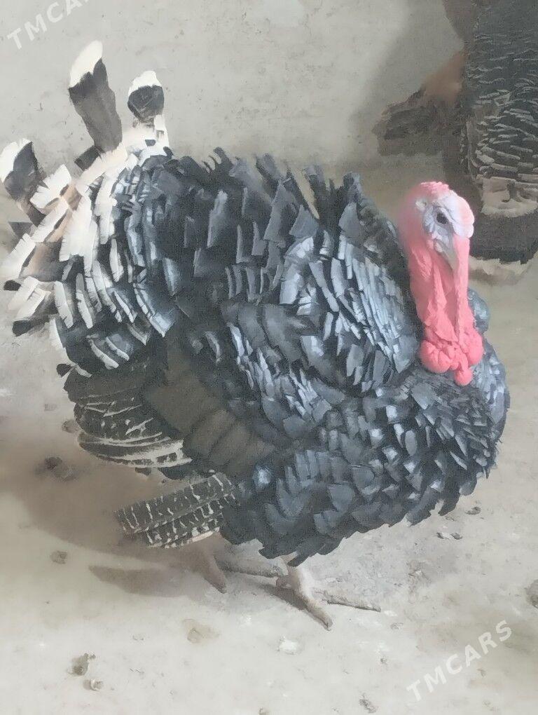 Erkek induk - Gyzylarbat - img 1