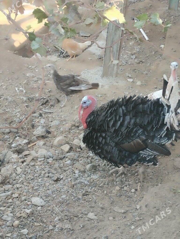 Erkek induk - Gyzylarbat - img 2