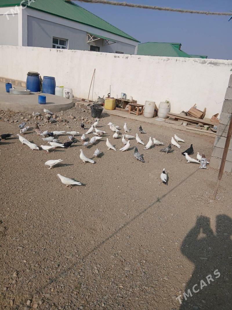 кепдери - Gökdepe - img 2