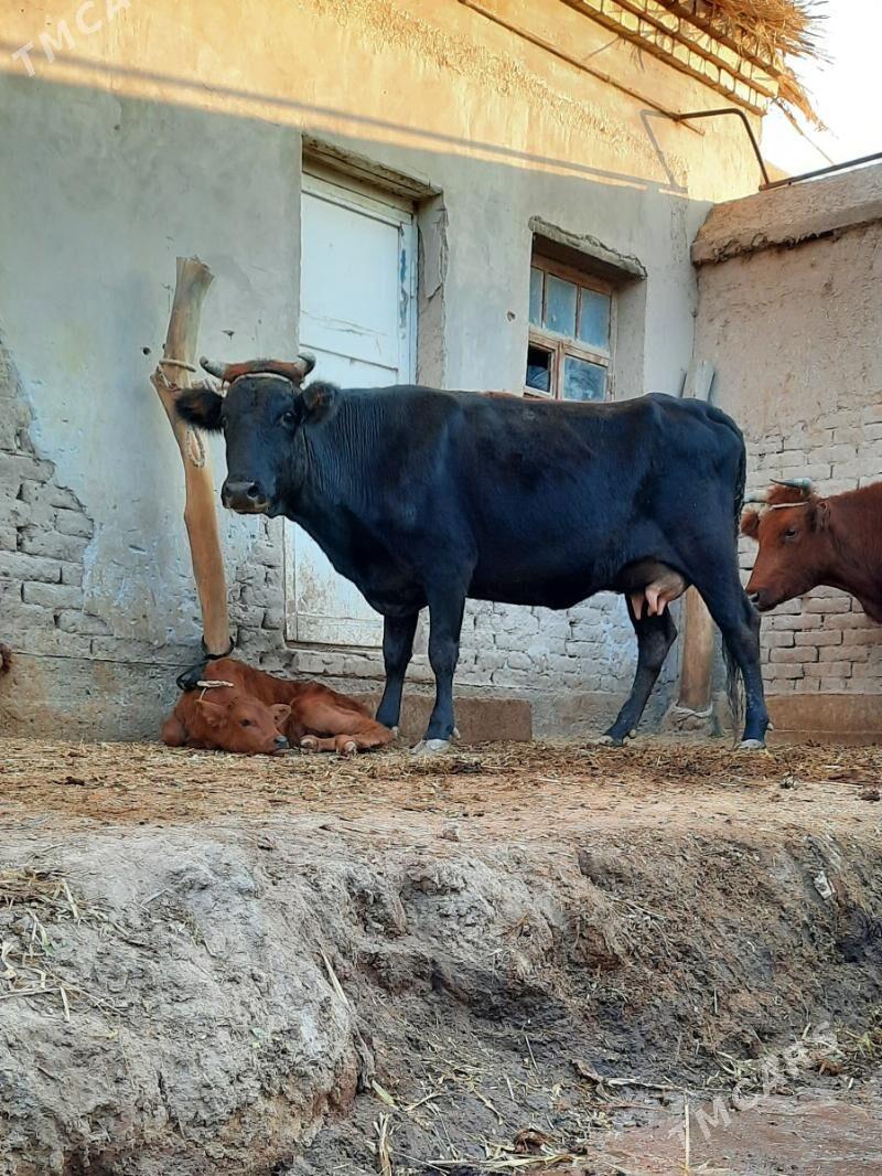 15.LIT SÜÝDLI GÖLELI SYGYR - Кёнеургенч - img 1