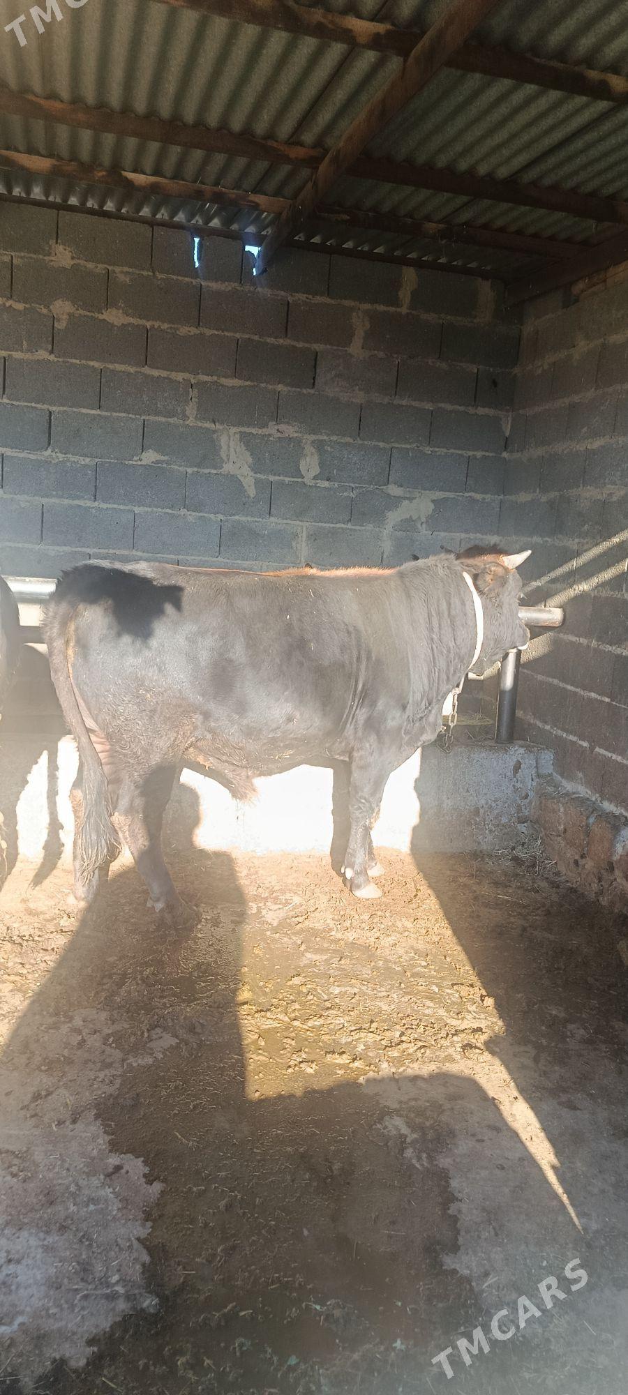 şwes okuz - Bäherden - img 2