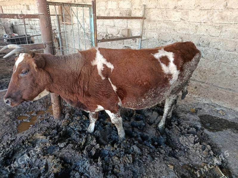 Sygyr - Гёкдепе - img 2