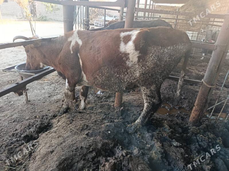 Sygyr - Гёкдепе - img 3