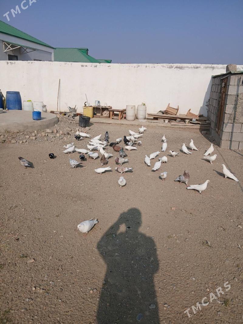 кепдери - Gökdepe - img 4