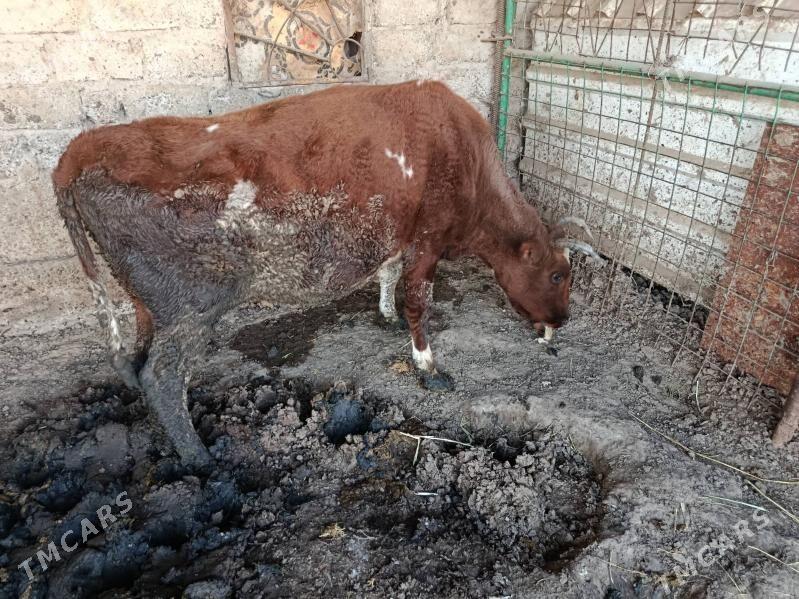 Sygyr - Гёкдепе - img 4