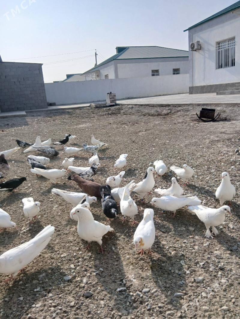 кепдери - Gökdepe - img 1