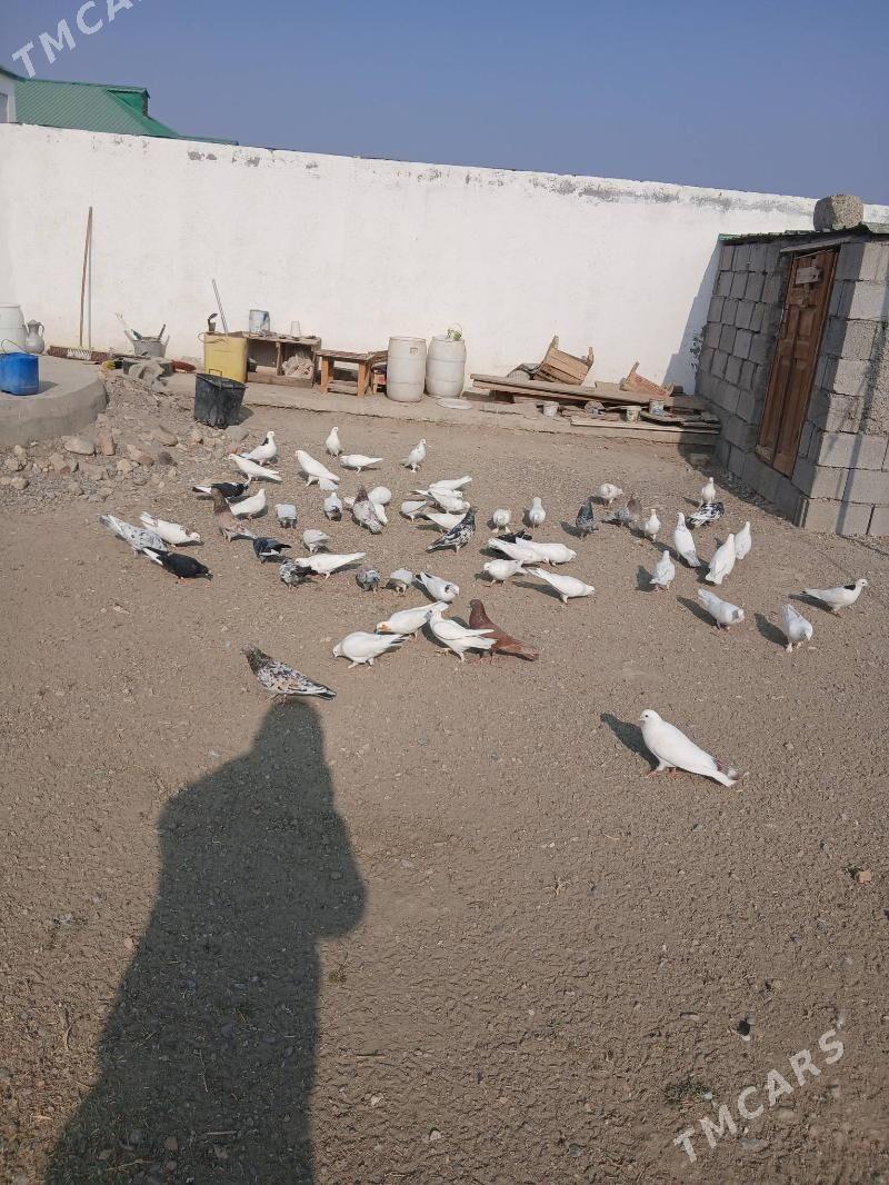 кепдери - Gökdepe - img 3