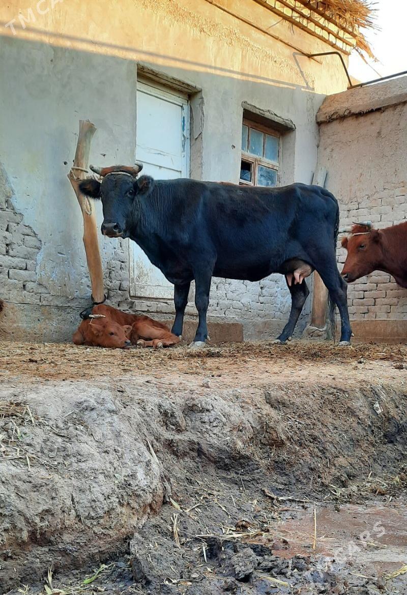 15.LIT SÜÝDLI GÖLELI SYGYR - Кёнеургенч - img 2