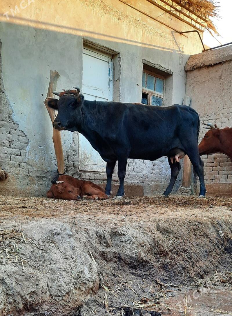 15.LIT SÜÝDLI GÖLELI SYGYR - Кёнеургенч - img 3