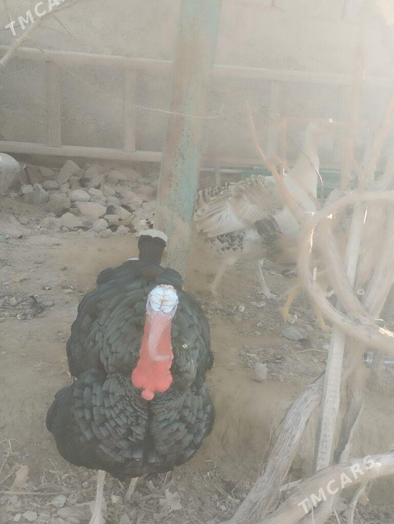 Erkek induk - Gyzylarbat - img 5