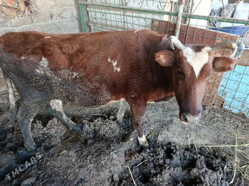 Sygyr - Гёкдепе - img 5