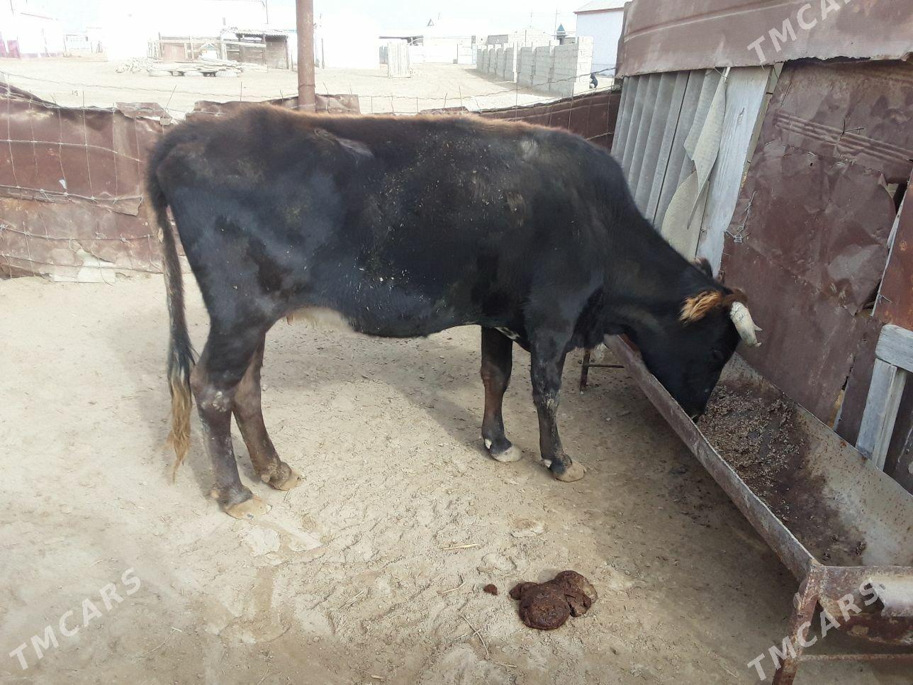 Sygyr - Esenguly - img 3