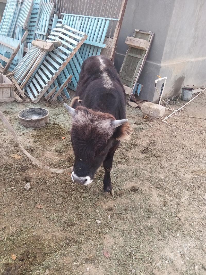 okuz - Эсенгулы - img 1