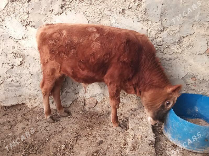 okuz - Esenguly - img 5