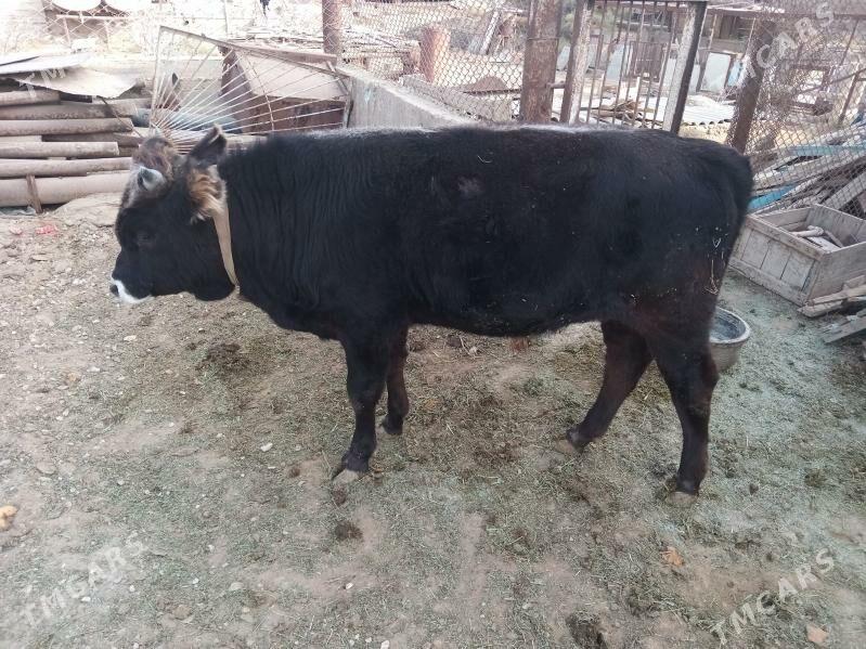 okuz - Esenguly - img 3