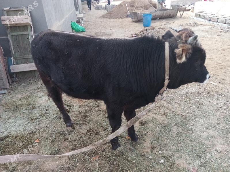 okuz - Esenguly - img 2