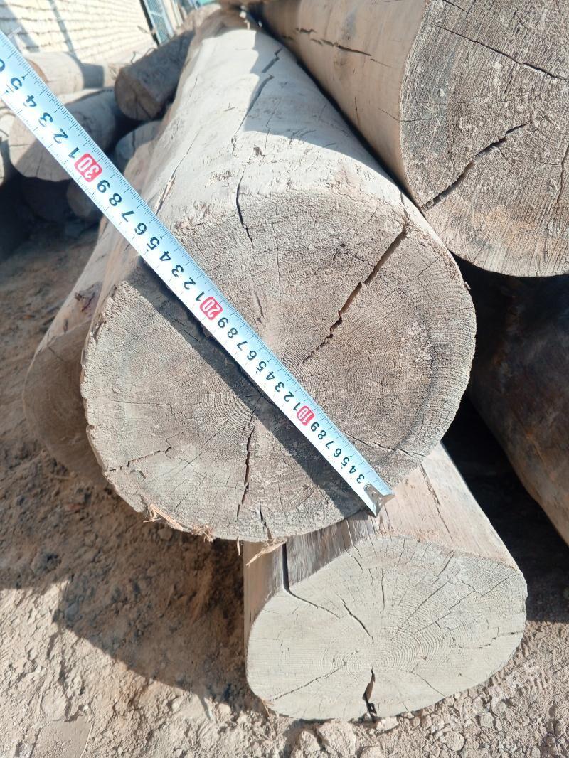 Agaç - Görogly (Tagta) - img 2