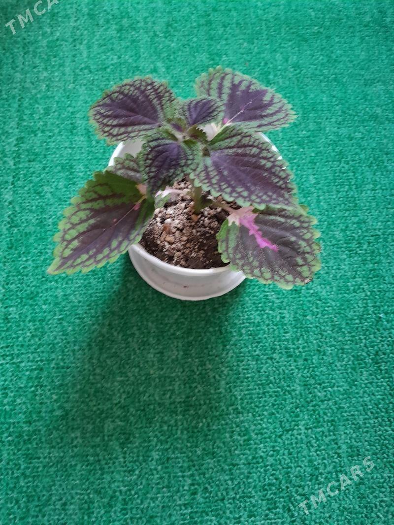 Колеус цветы - 30 мкр - img 1