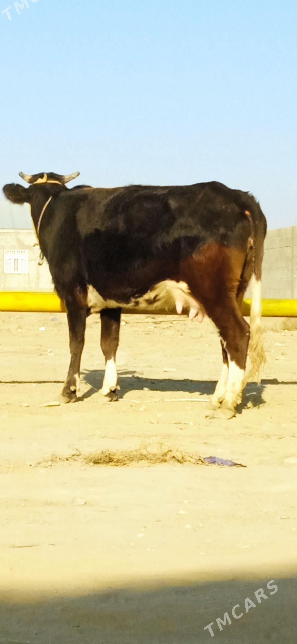 GOLELİ SYGYR - Bäherden - img 1