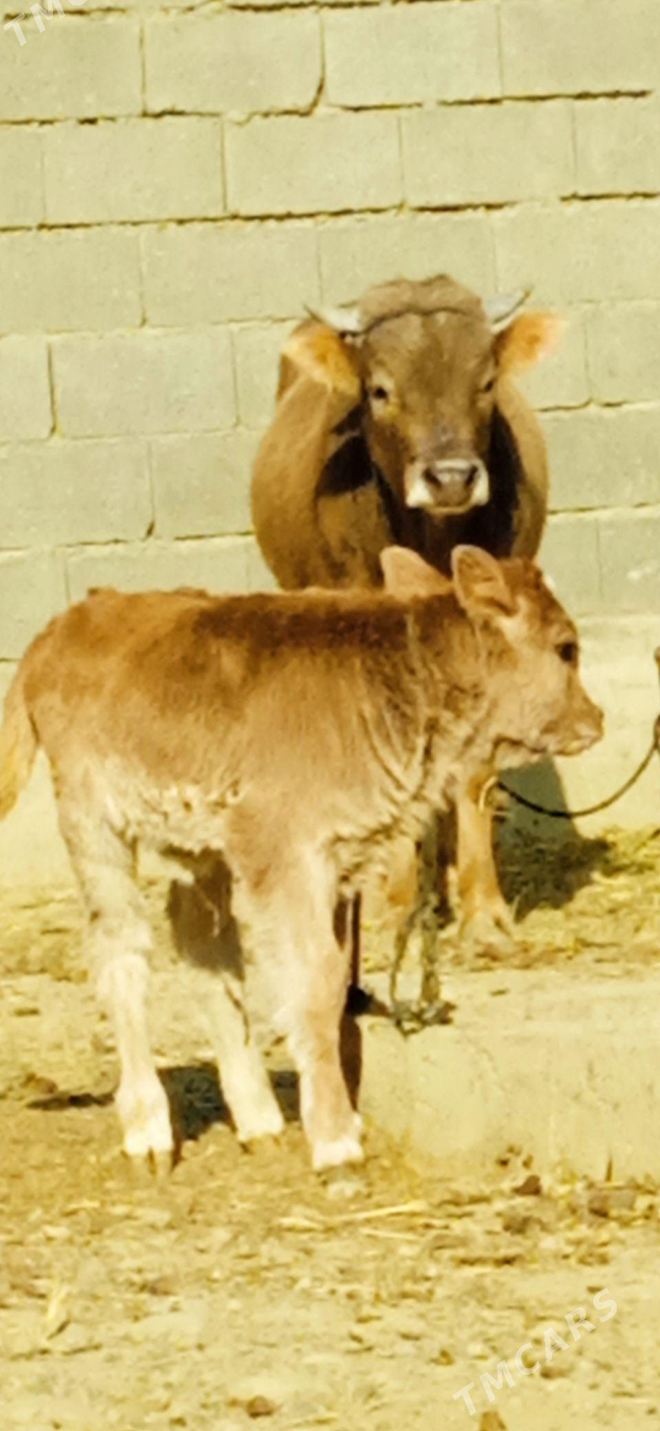 GOLELİ SYGYR - Bäherden - img 4