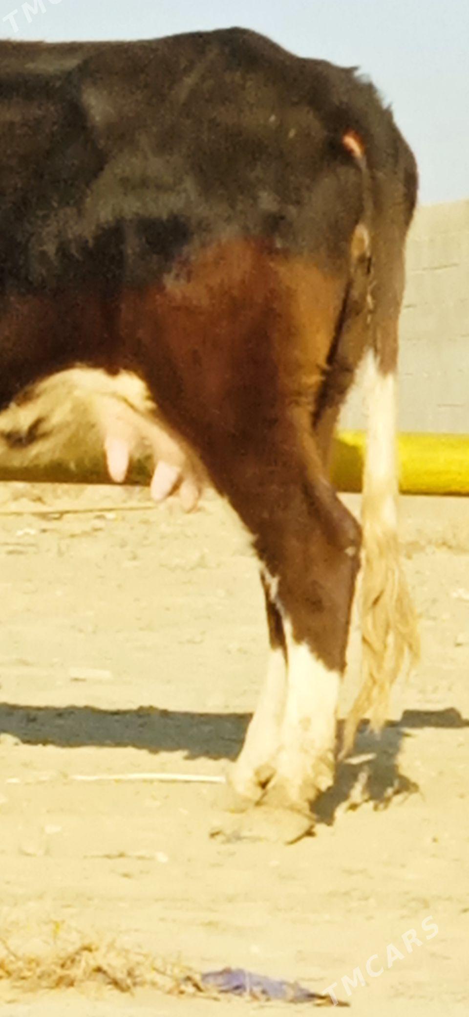 GOLELİ SYGYR - Bäherden - img 2