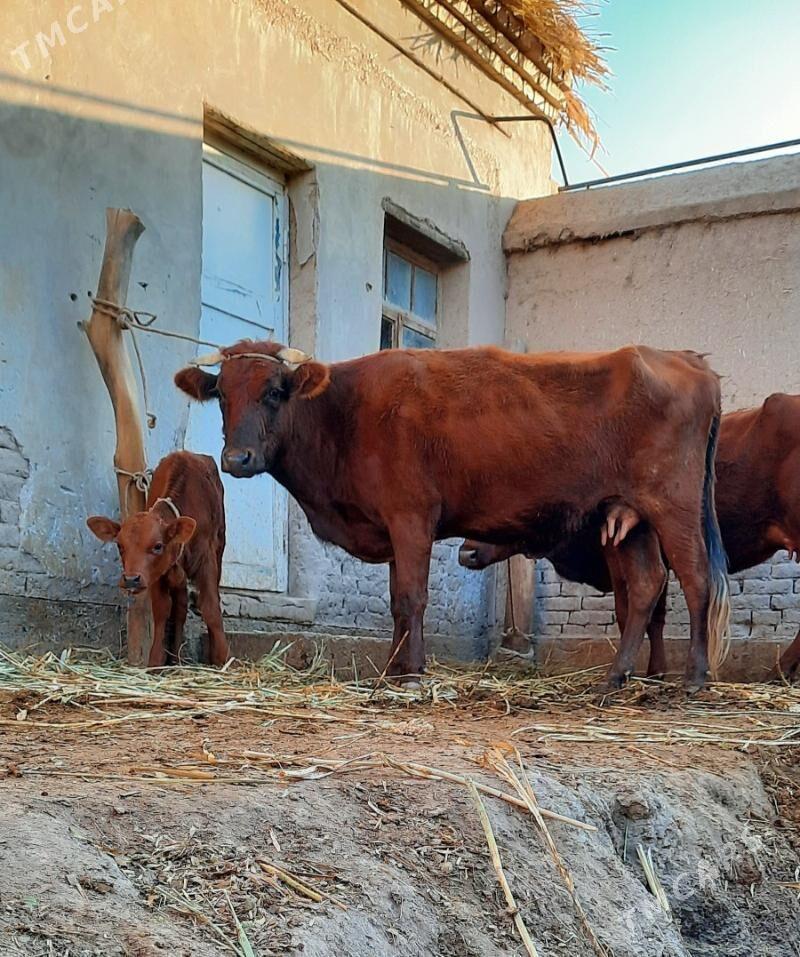 SÜÝDI GOYJA GOLELI SYGYR - Кёнеургенч - img 1