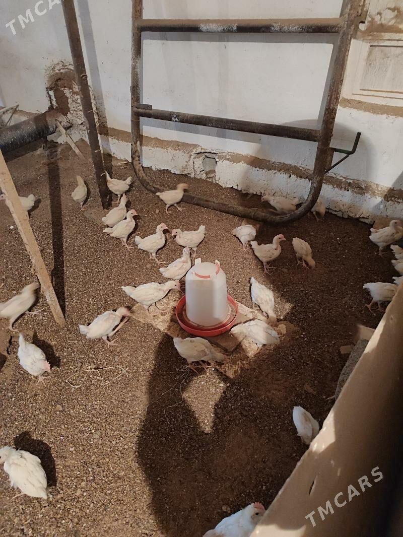 jűje - Гуртли - img 2