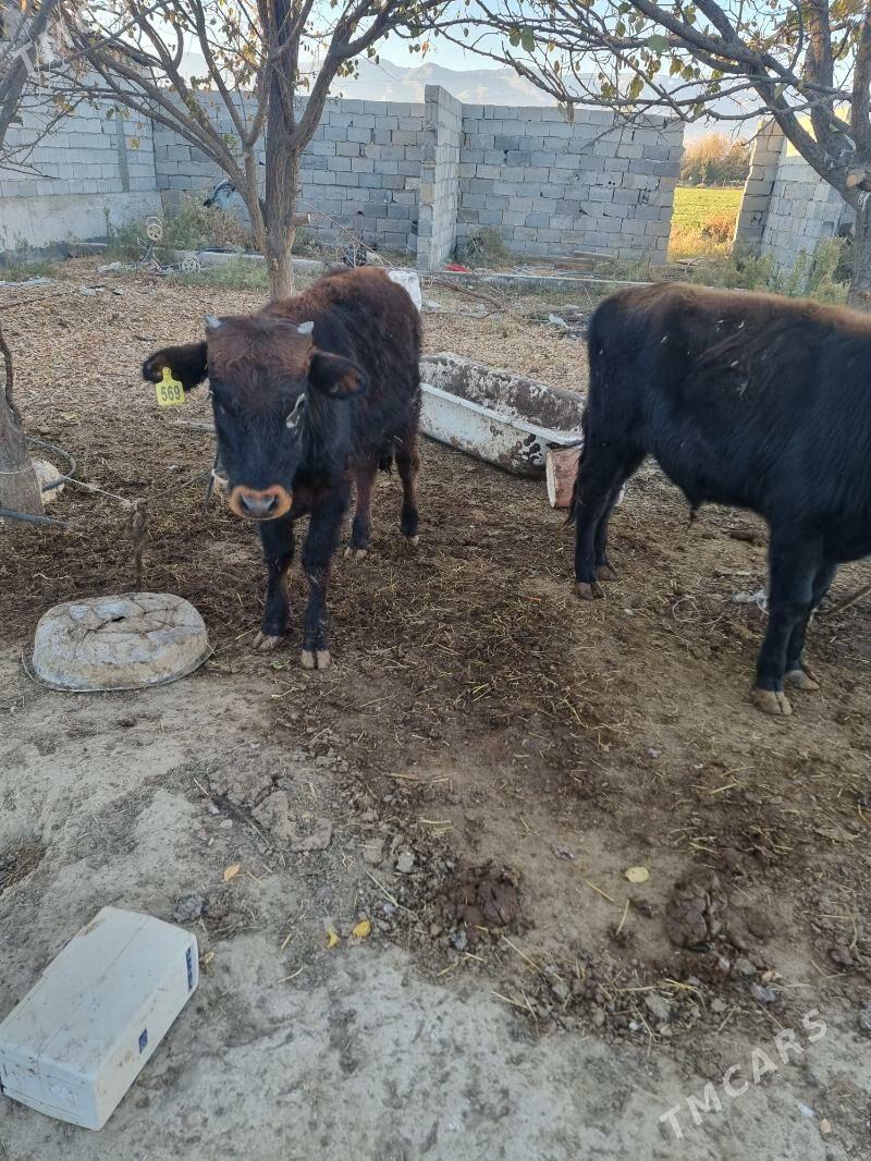 okuz - Gypjak - img 1