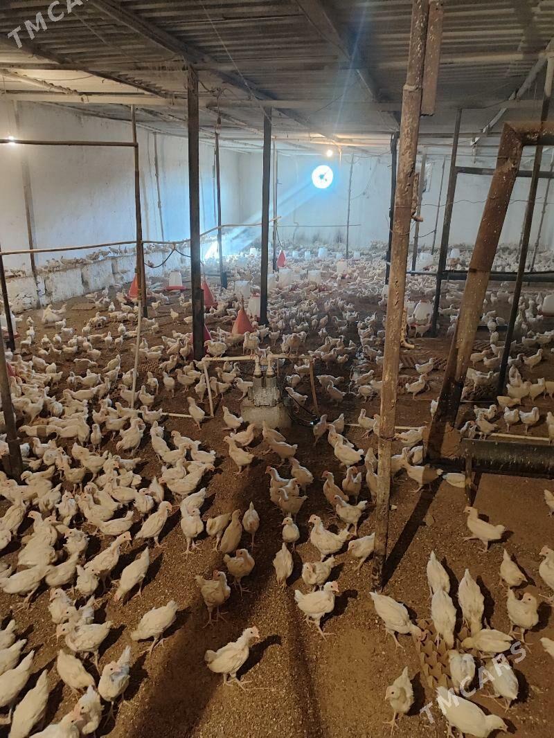 jűje - Гуртли - img 4