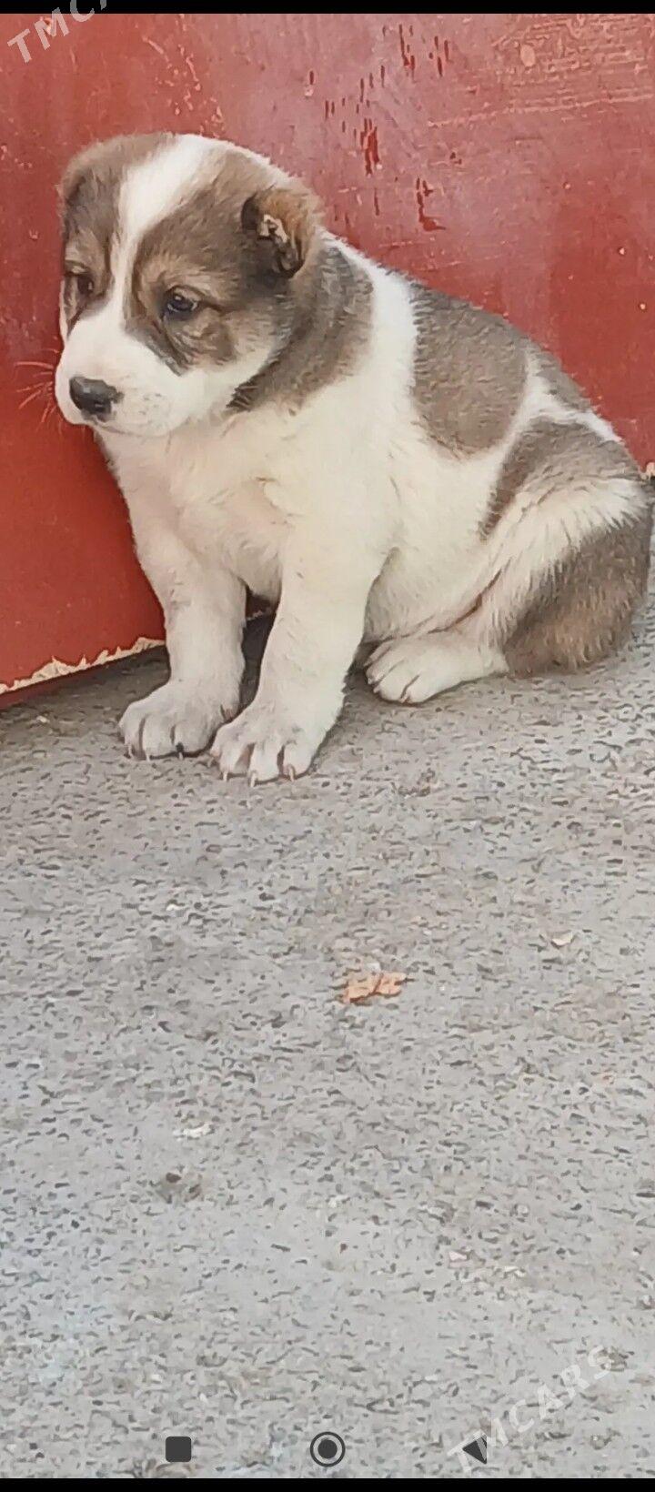 Alabay it Gujik - Ашхабад - img 2