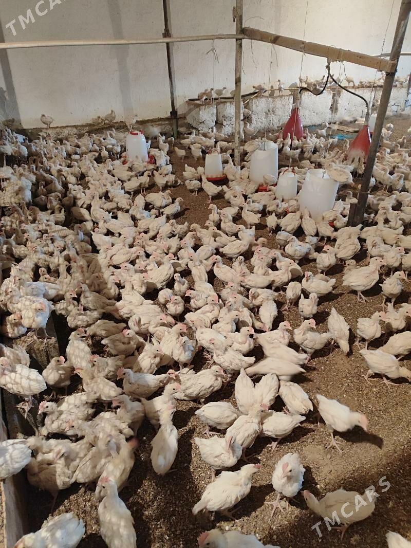 jűje - Гуртли - img 3