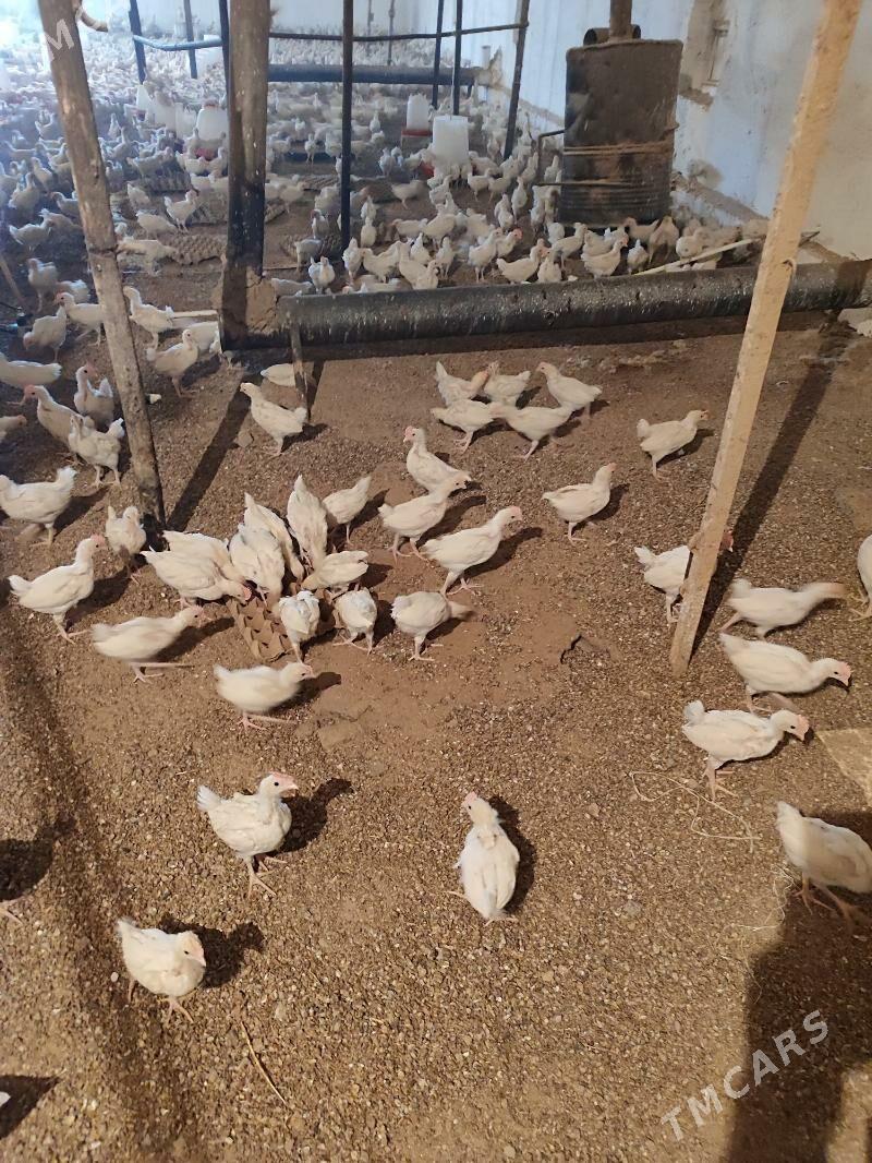 jűje - Гуртли - img 1