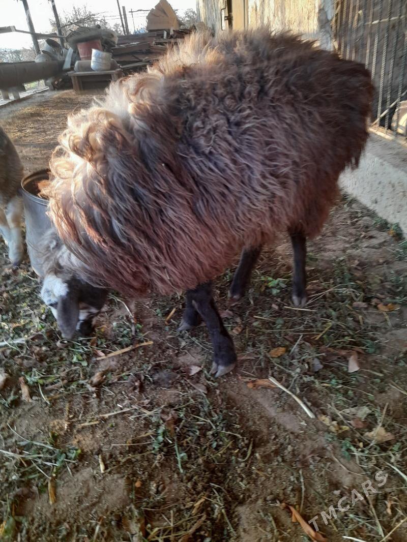 Gockar - Türkmenabat - img 1