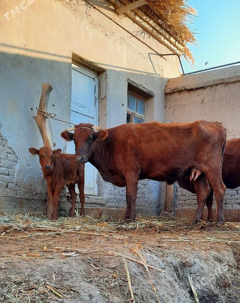 SÜÝDI GOYJA GOLELI SYGYR - Кёнеургенч - img 4