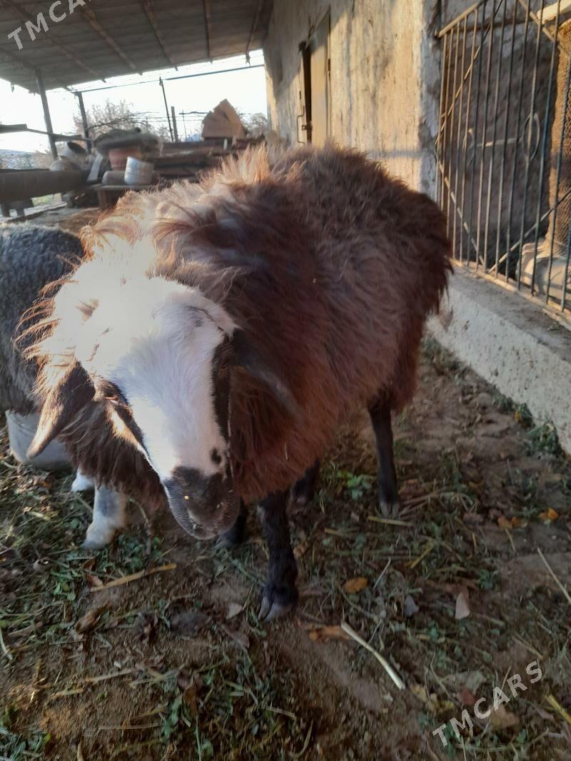 Gockar - Türkmenabat - img 2