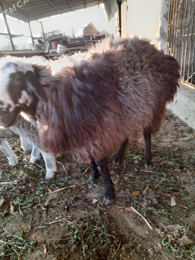 Gockar - Türkmenabat - img 3