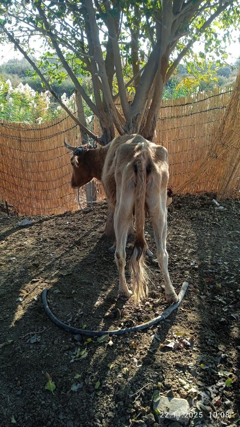 gysyrsygyr - Чоганлы - img 2