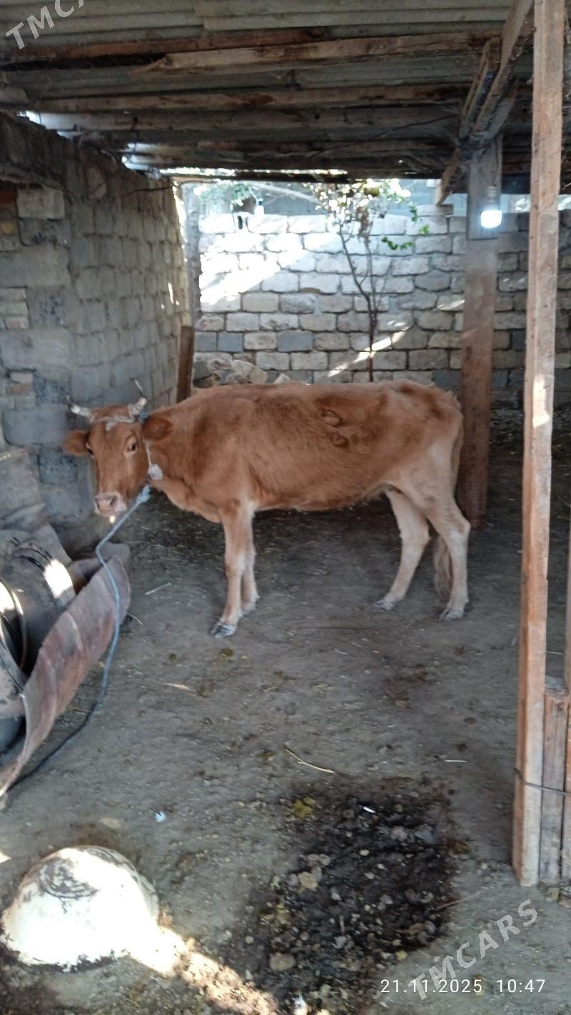 gysyrsygyr - Чоганлы - img 3