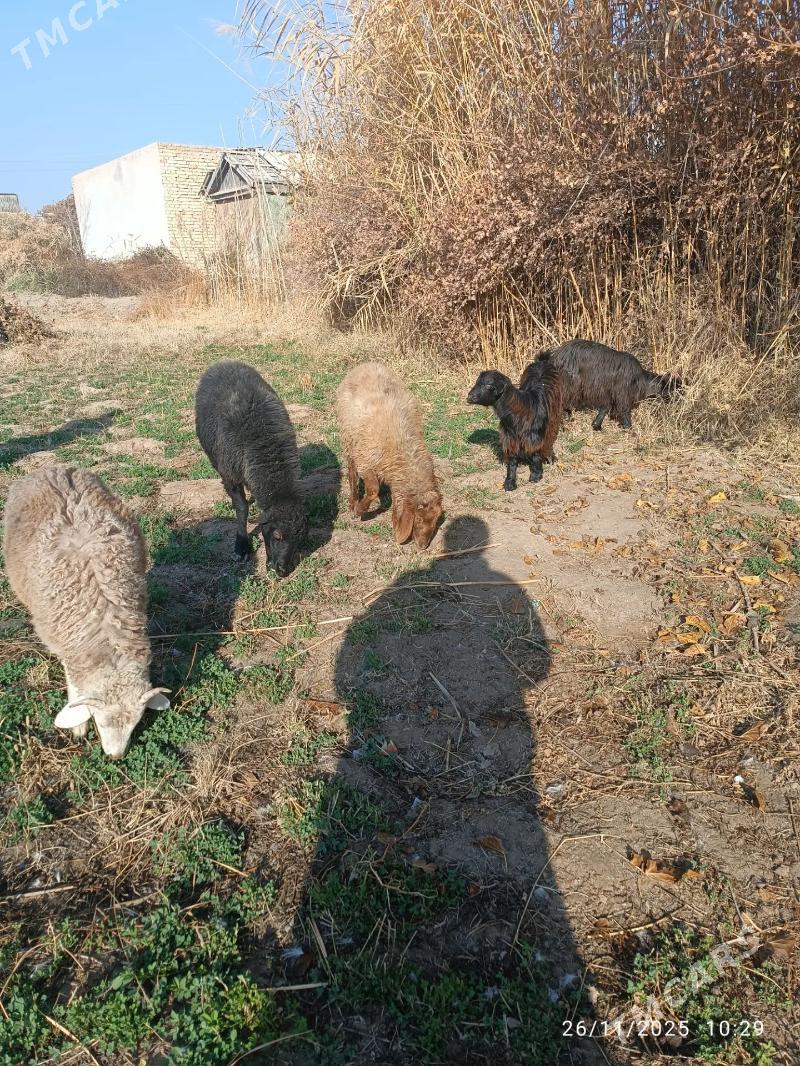 Goýun geçi - Туркменабат - img 1