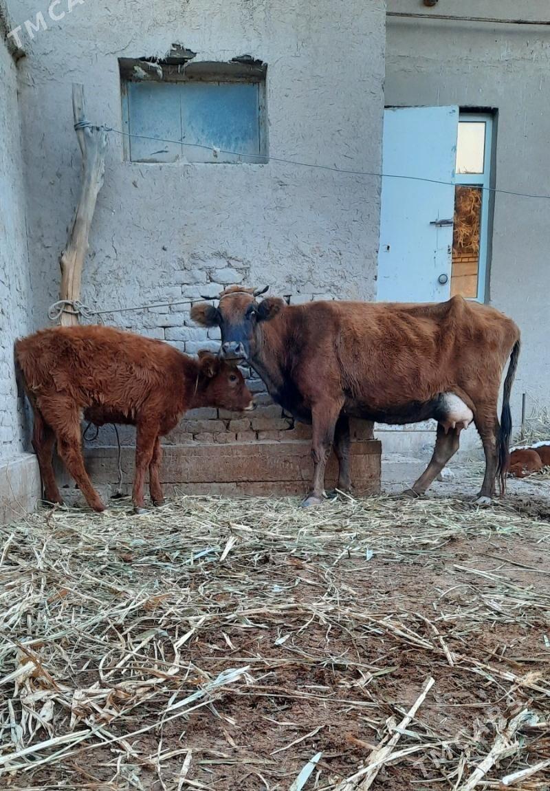 ULY GOLELI GOLELI SYGYR - Кёнеургенч - img 1