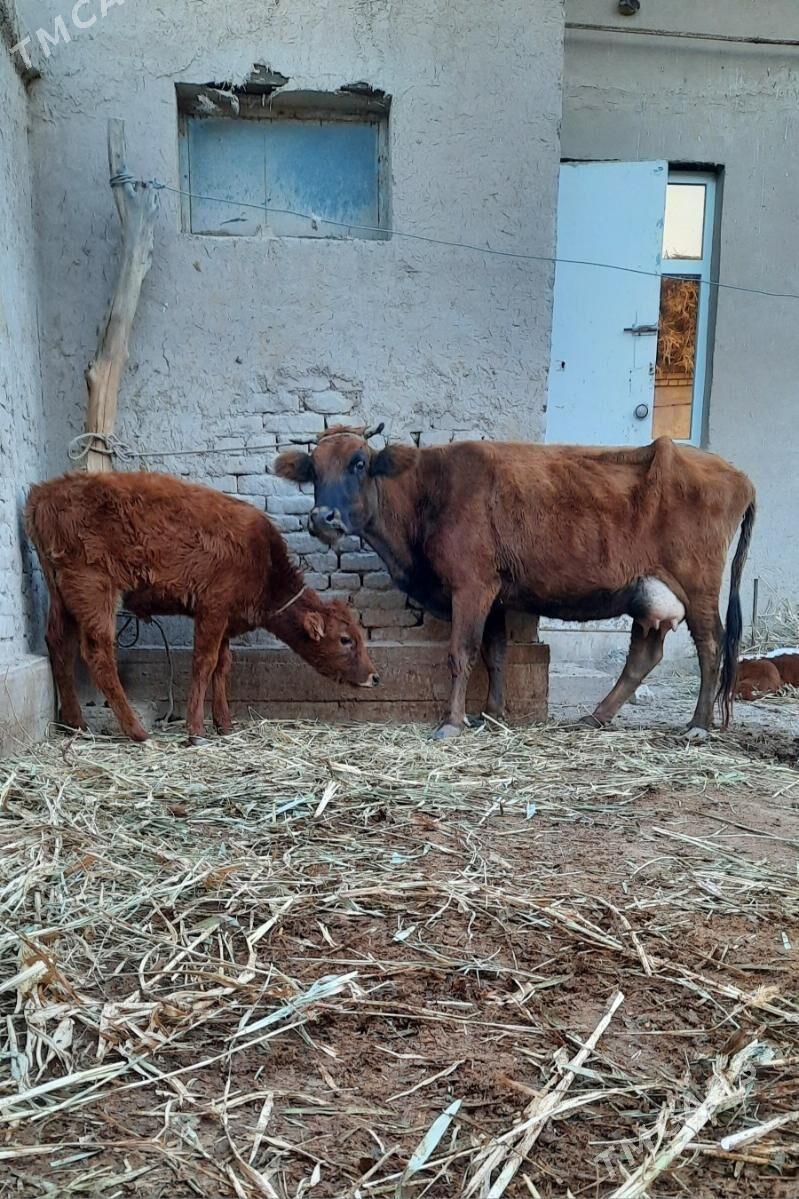 ULY GOLELI GOLELI SYGYR - Кёнеургенч - img 2