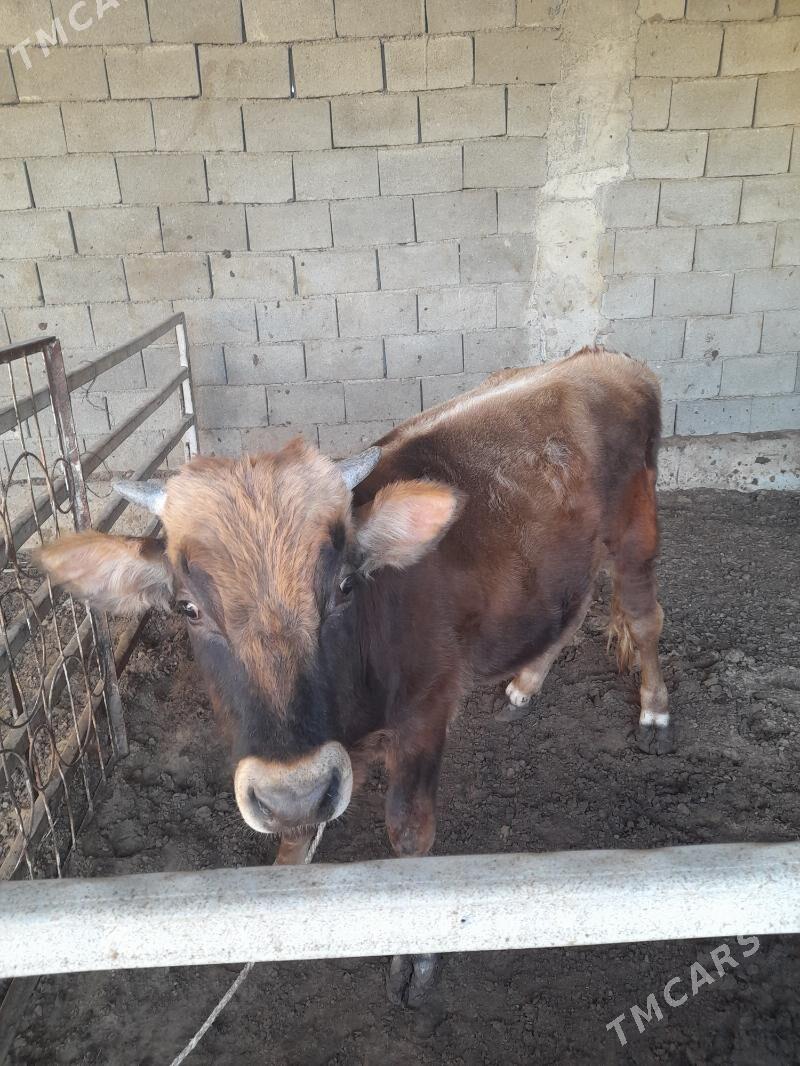 ökuz - Änew - img 5