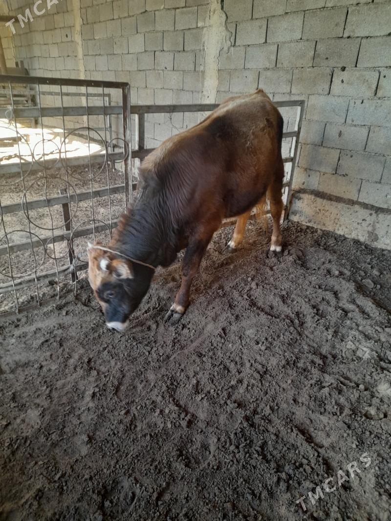 ökuz - Änew - img 2