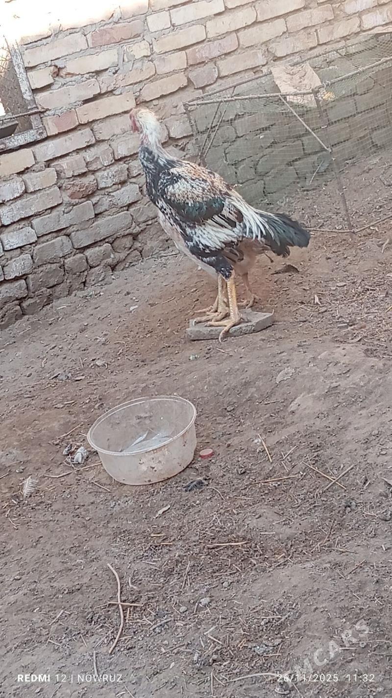 baysy horaz - Sakar - img 3