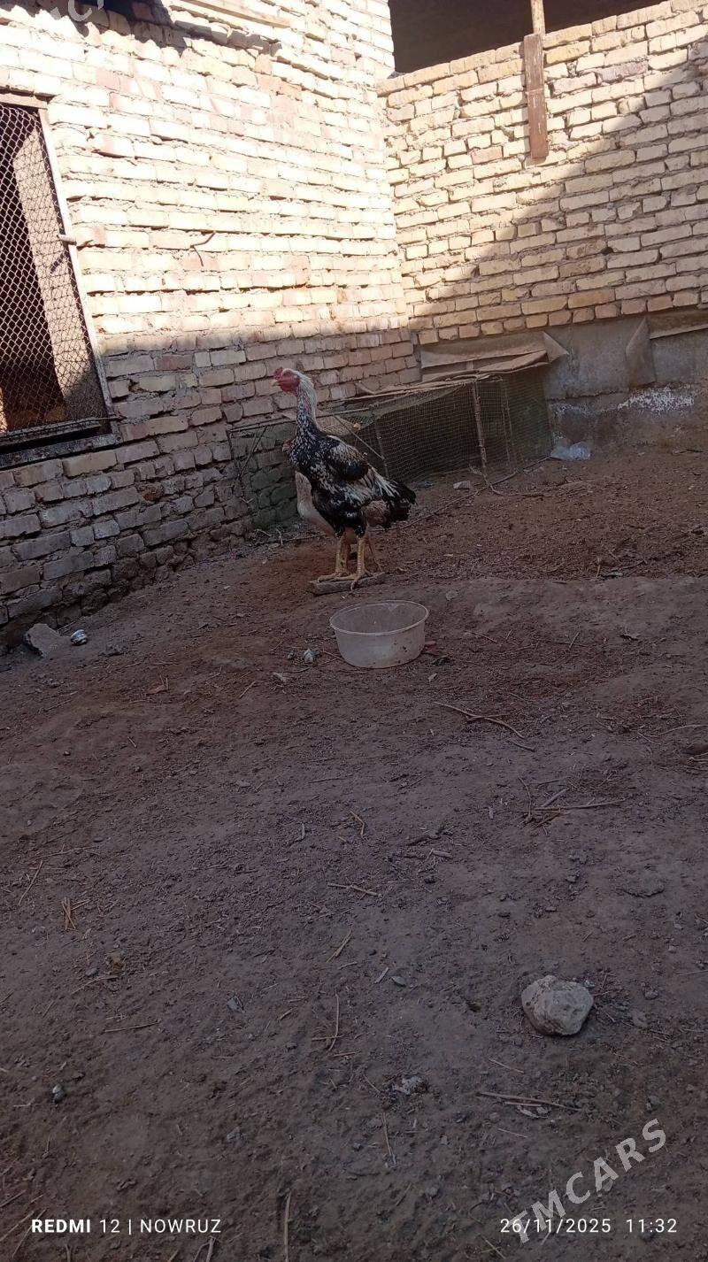 baysy horaz - Sakar - img 1