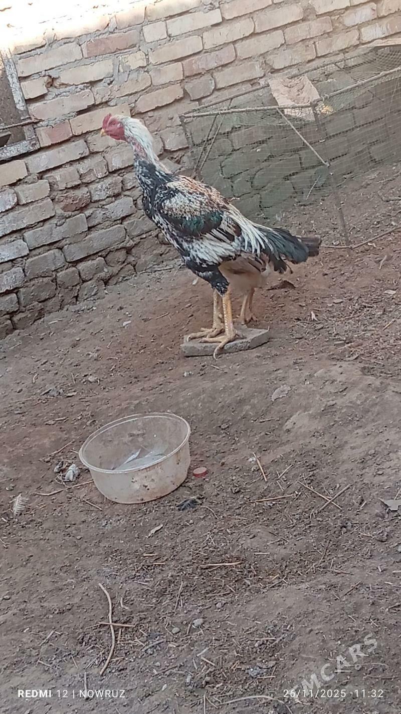 baysy horaz - Sakar - img 2