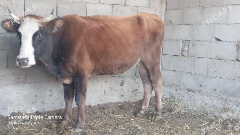 GYSYR TUWE - Гёкдепе - img 3