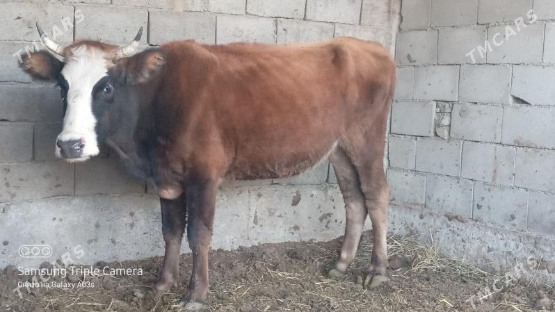 GYSYR TUWE - Гёкдепе - img 1