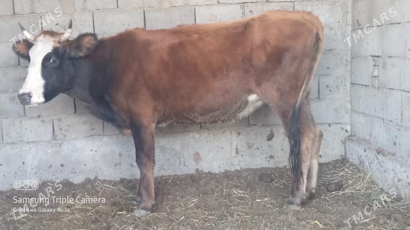 GYSYR TUWE - Гёкдепе - img 2